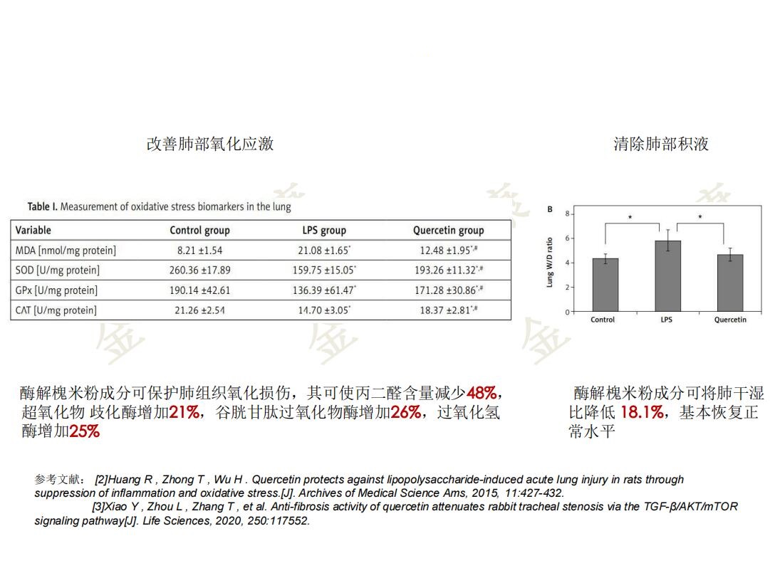 槐米肺2.jpg